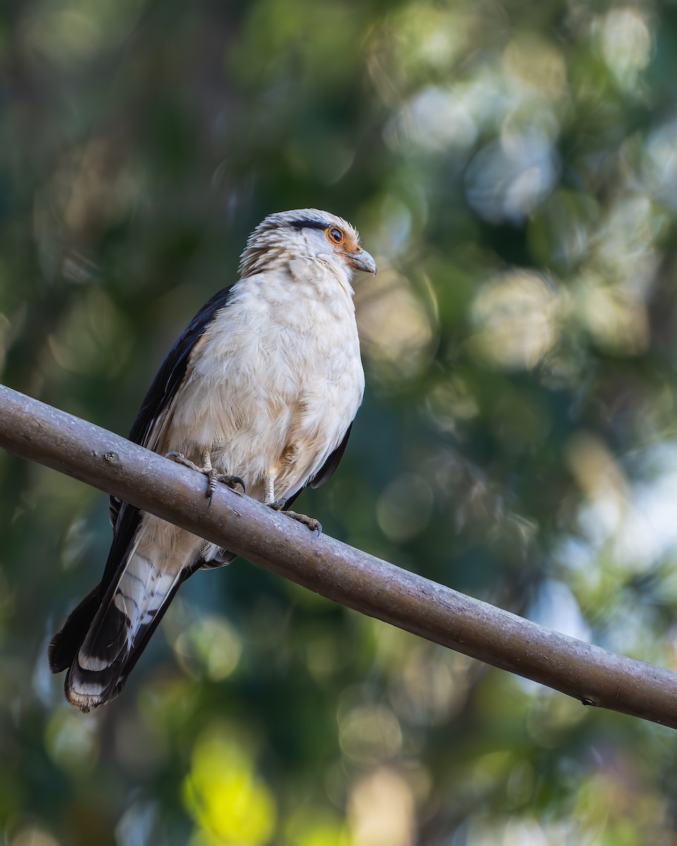 Yellow-headed Caracara - ML623166701