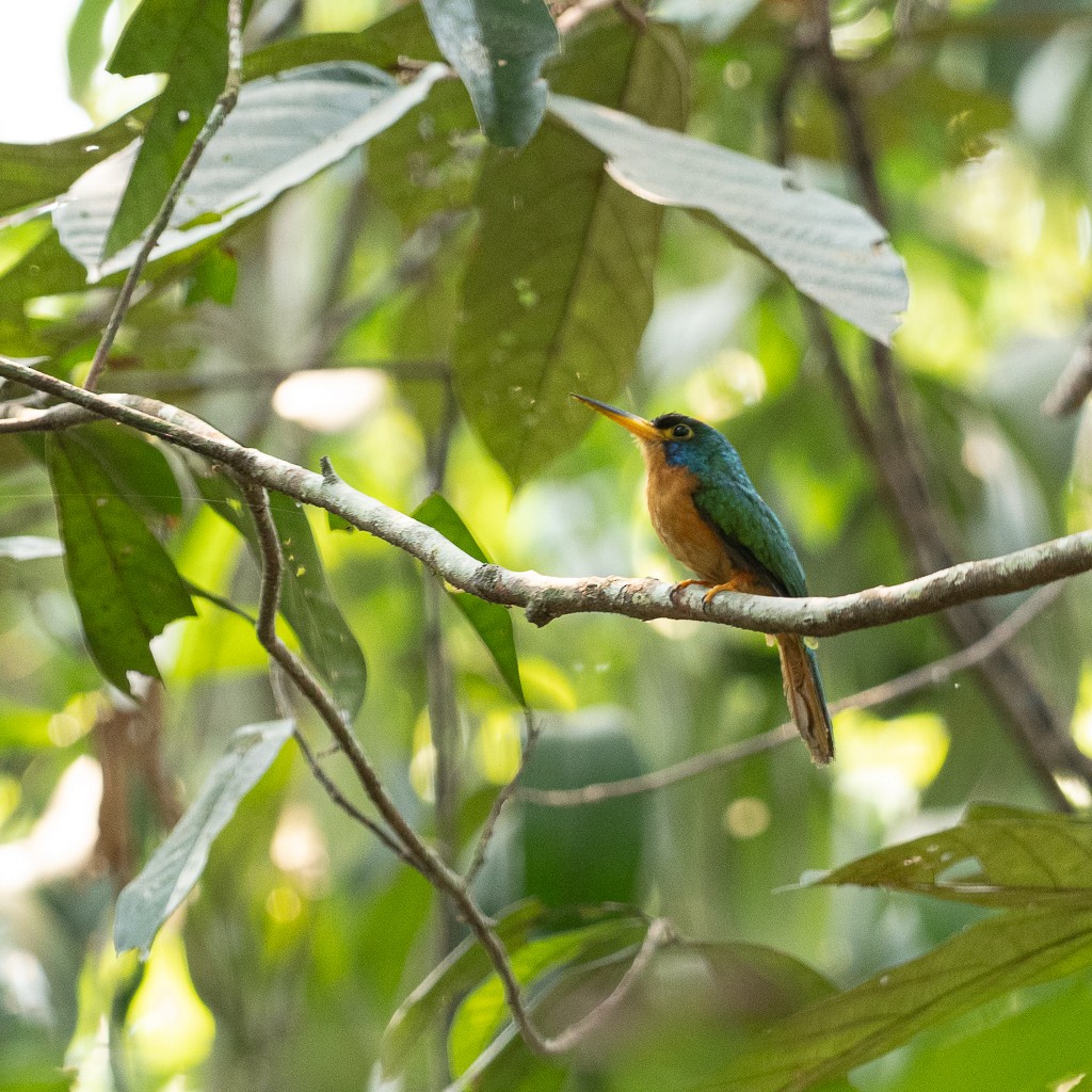 Blue-cheeked Jacamar - ML623166861