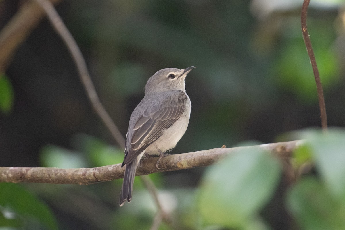 Ashy Flycatcher - ML623166864