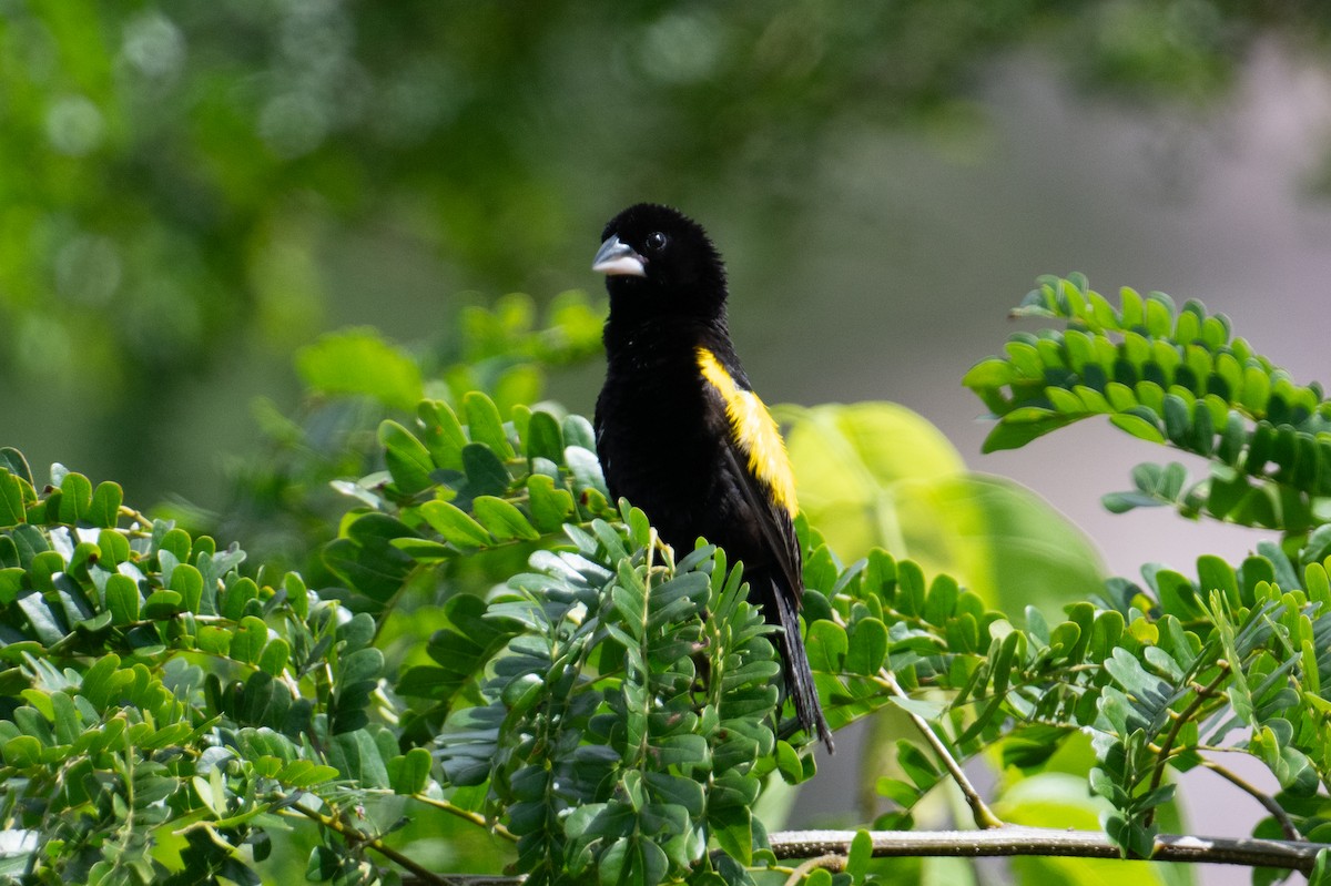 Yellow Bishop - ML623166897