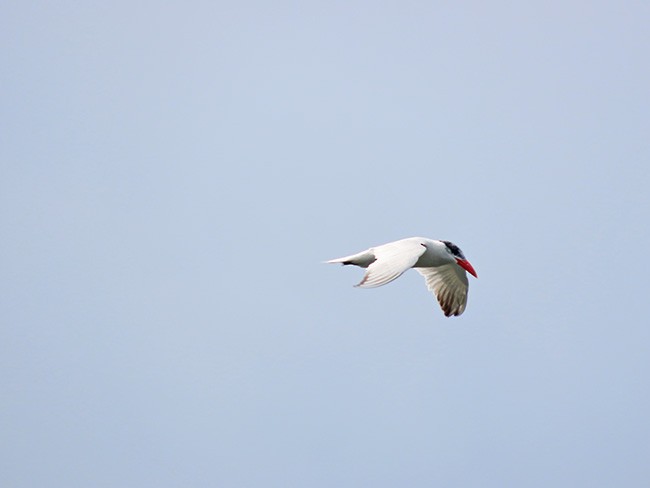 Caspian Tern - ML623166911