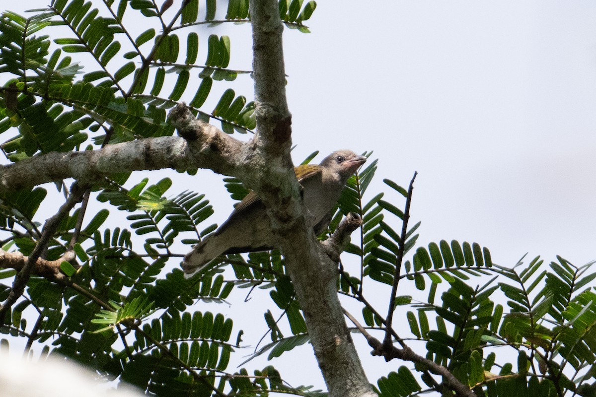 Lesser Honeyguide (Lesser) - ML623166920