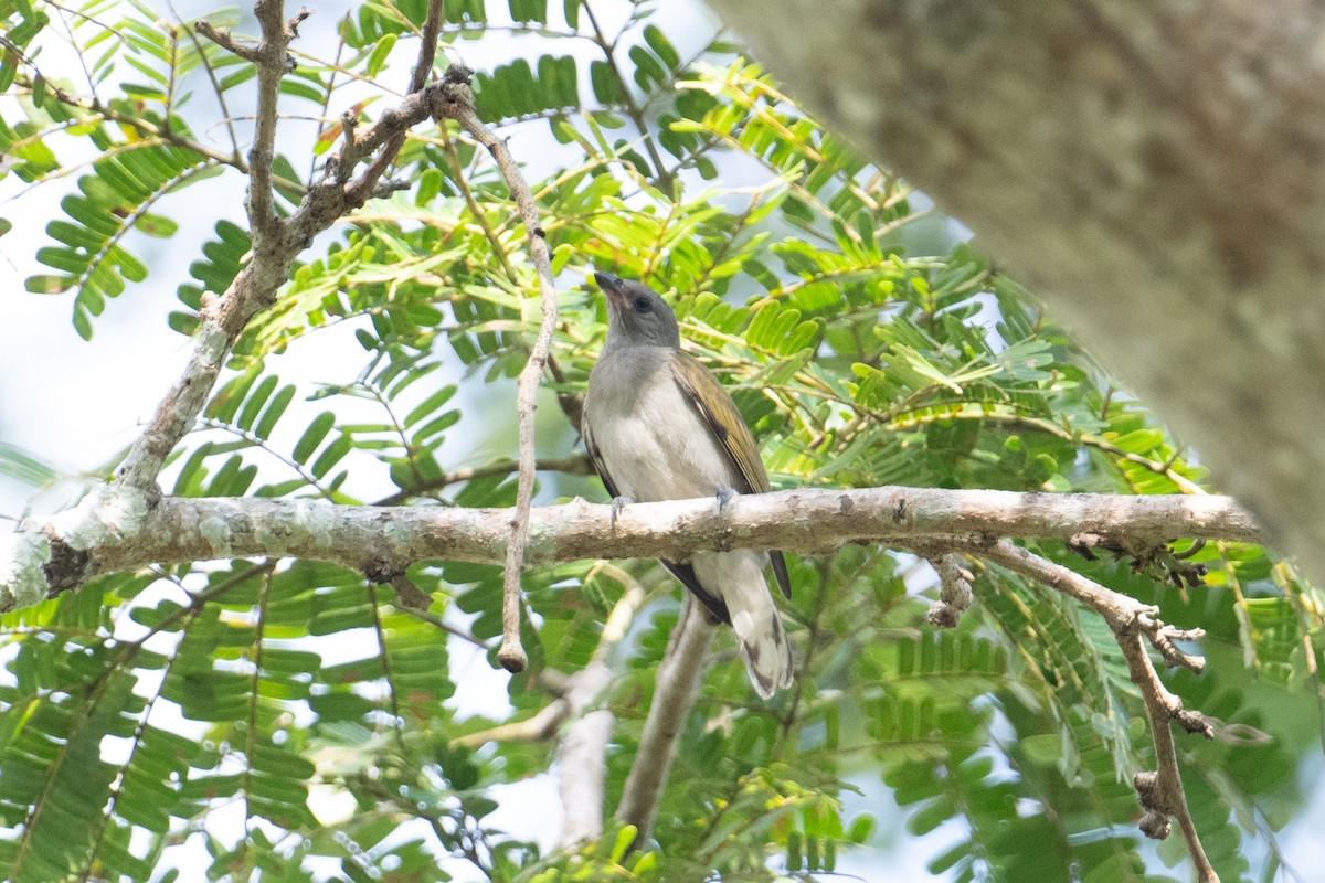 Lesser Honeyguide (Lesser) - ML623166929