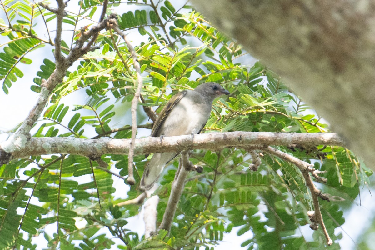 Lesser Honeyguide (Lesser) - ML623166932