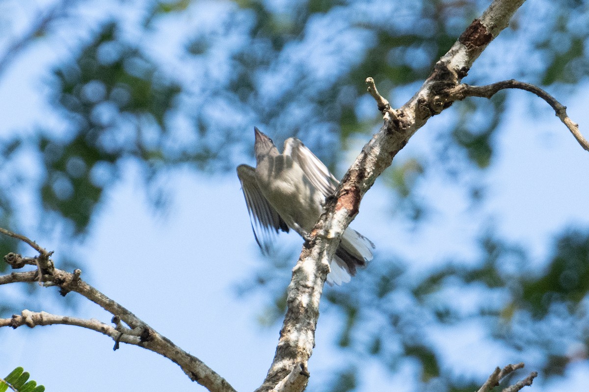 Lesser Honeyguide (Lesser) - John C. Mittermeier