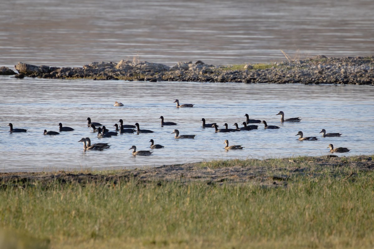 Gadwall - ML623167053