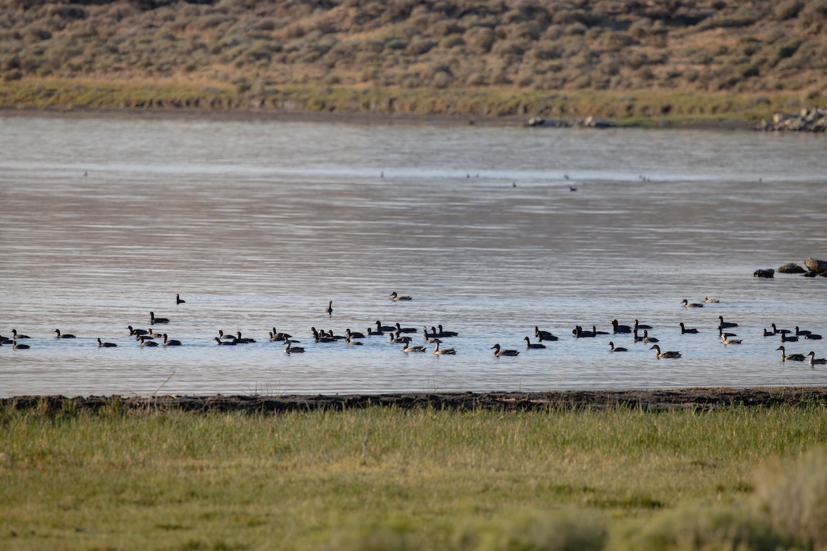 American Coot - ML623167058