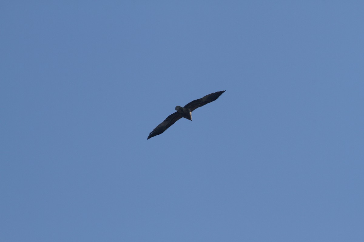 Whistling Kite - ML623167089