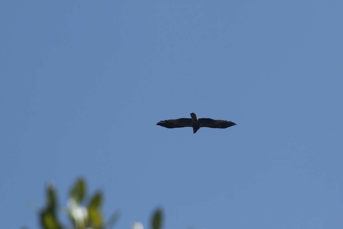 Whistling Kite - ML623167090