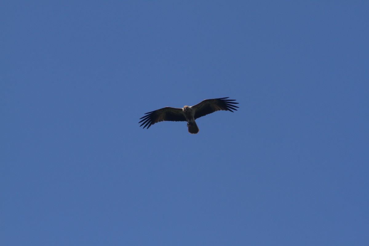 Whistling Kite - ML623167091