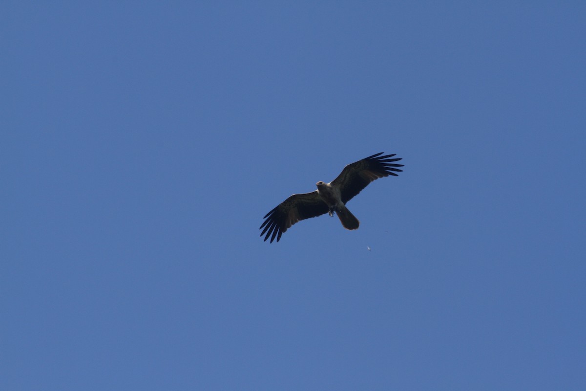 Whistling Kite - ML623167092