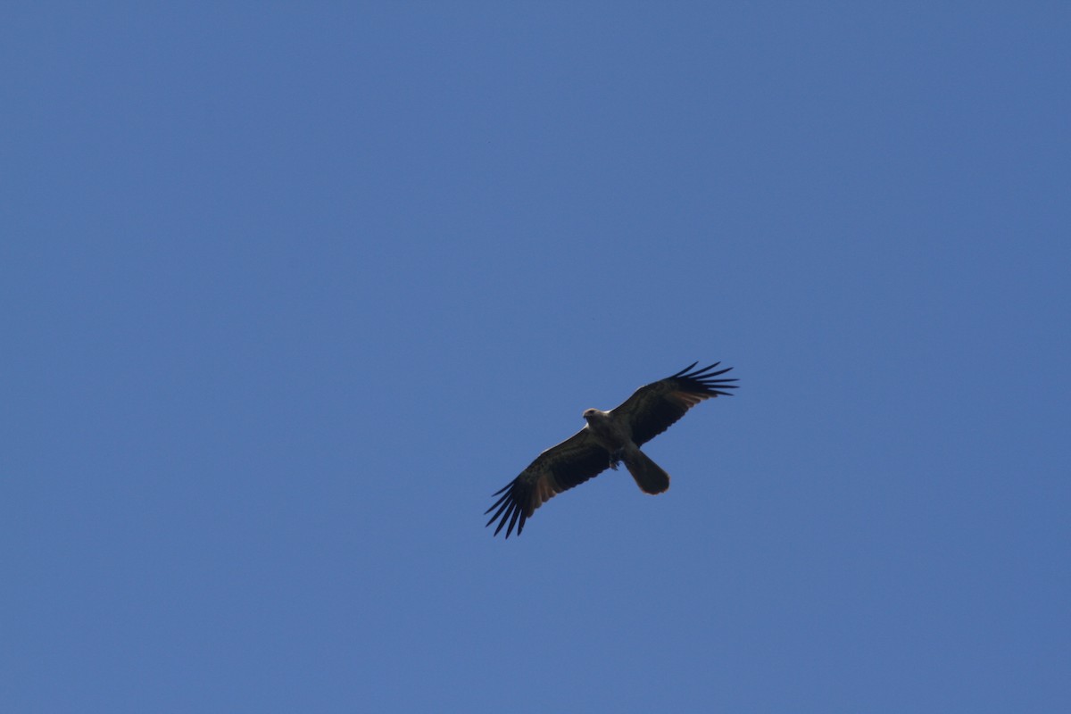 Whistling Kite - ML623167093