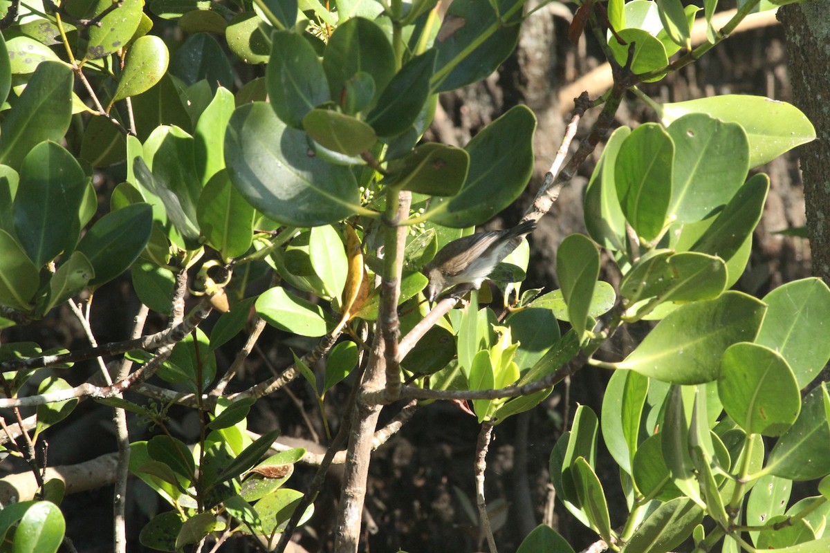 Mangrove Gerygone - ML623167101