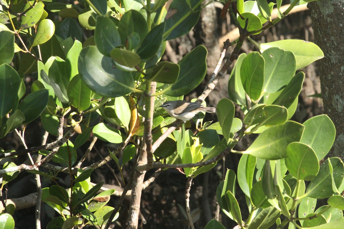 Mangrove Gerygone - ML623167102