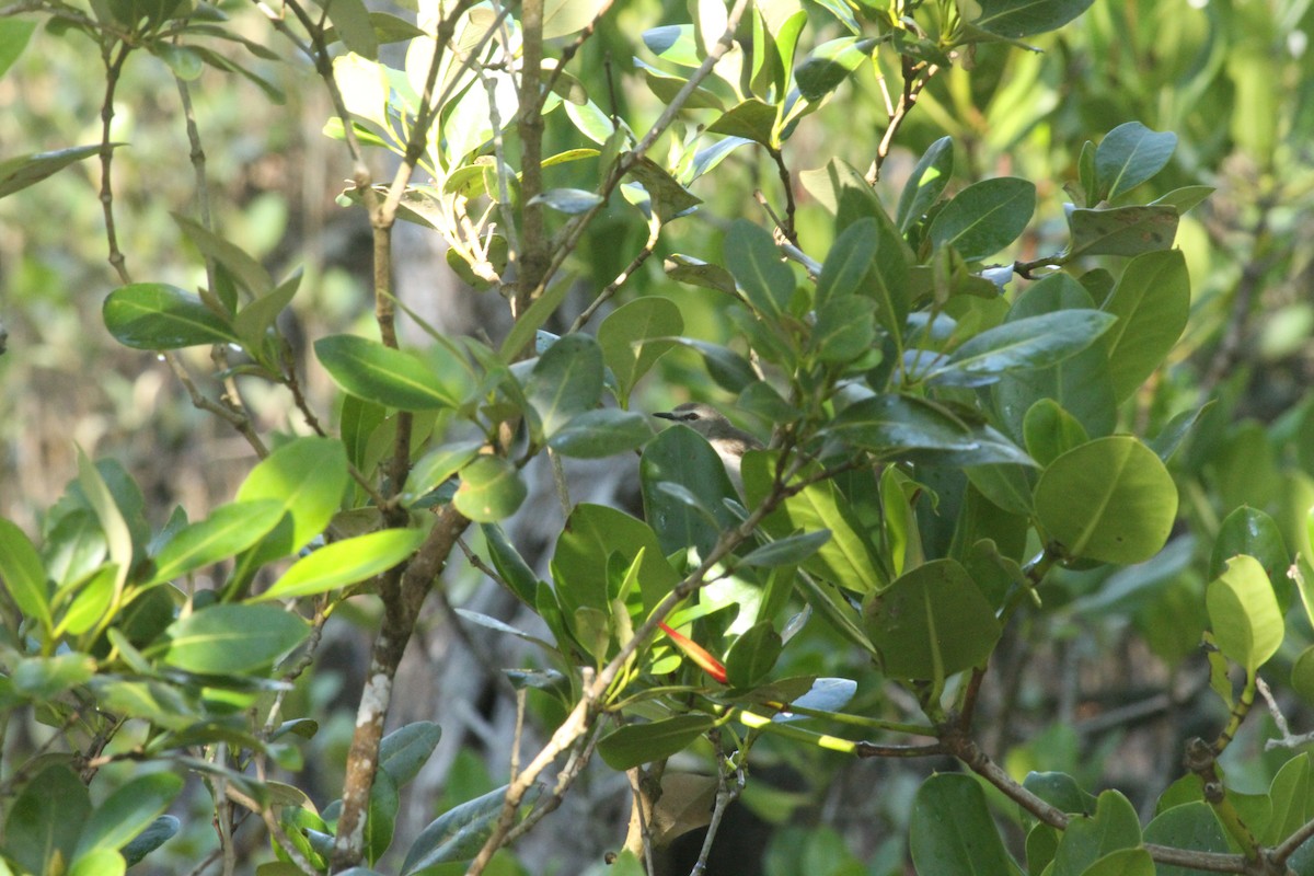 Mangrove Gerygone - ML623167103