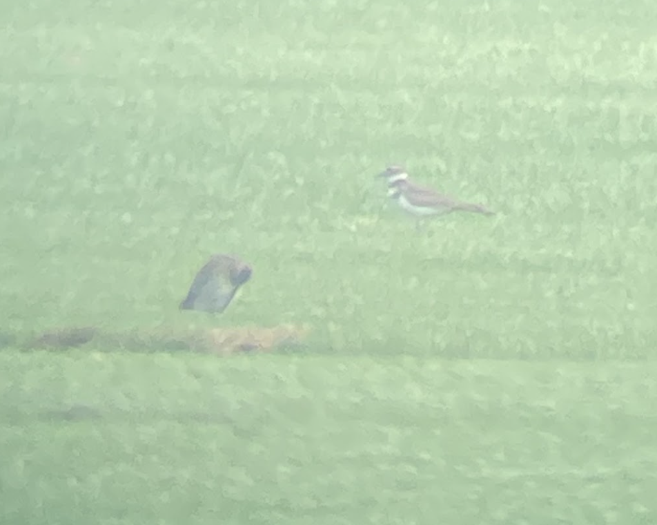 Wilson's Snipe - Cliff Miller