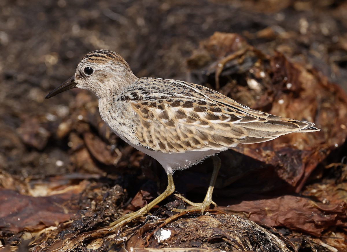Least Sandpiper - Charles Fitzpatrick