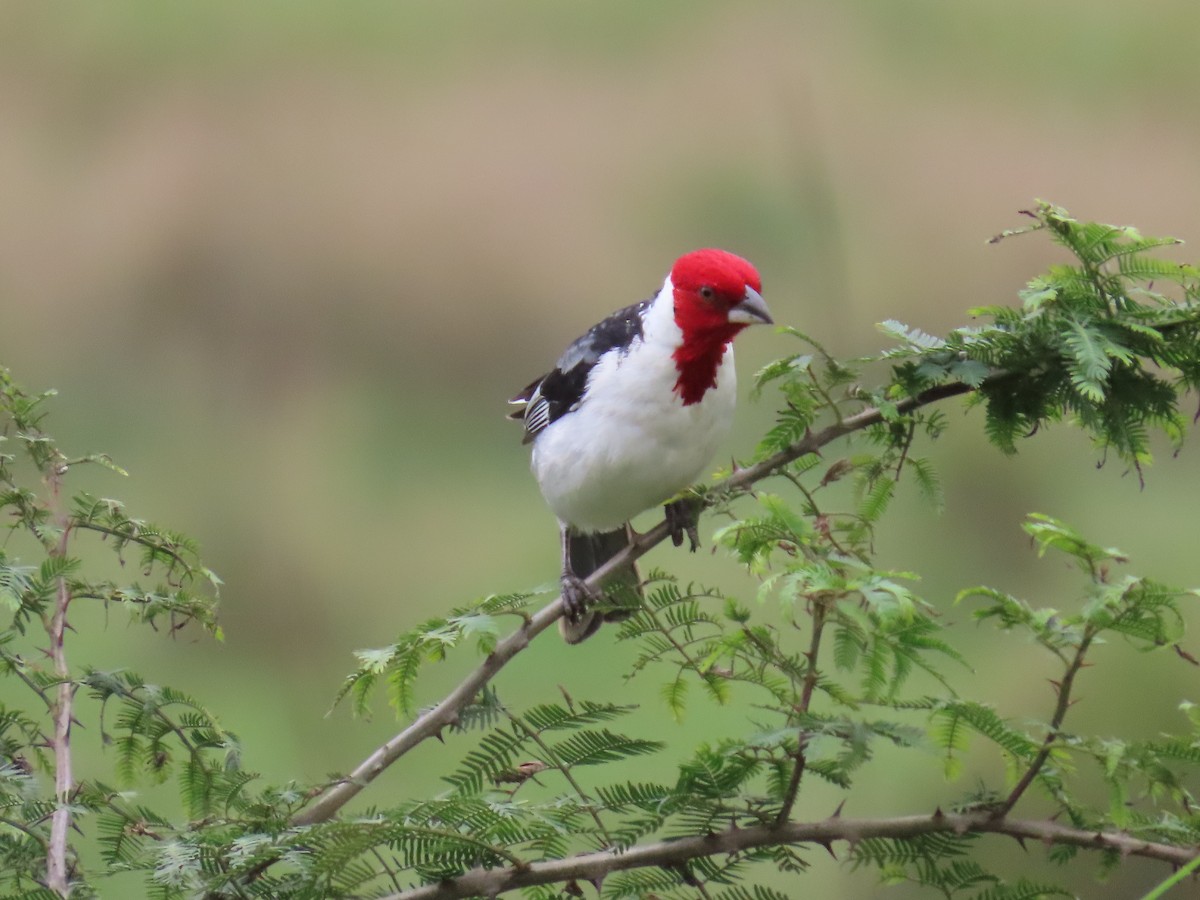 Red-cowled Cardinal - Matt Alexander