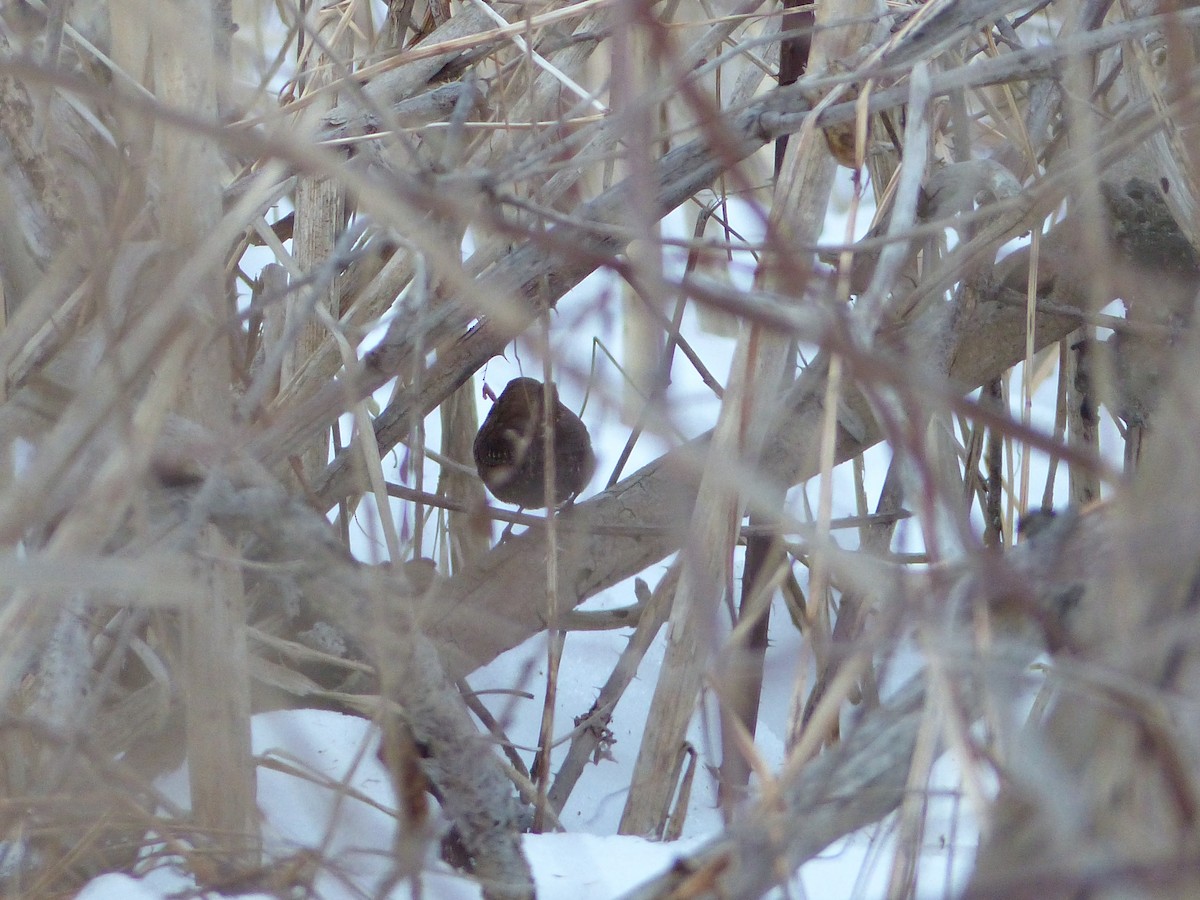 Winter Wren - ML623167140