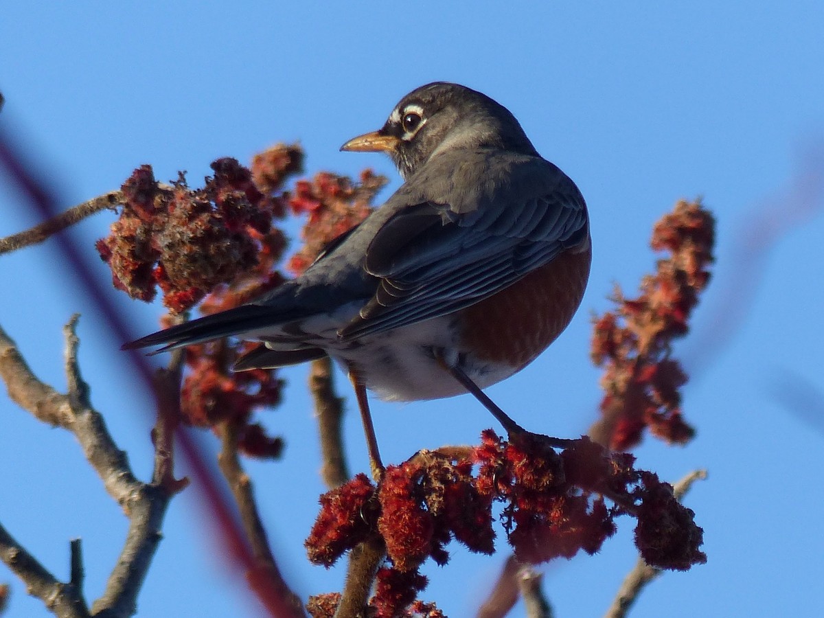 American Robin - Eamon Corbett