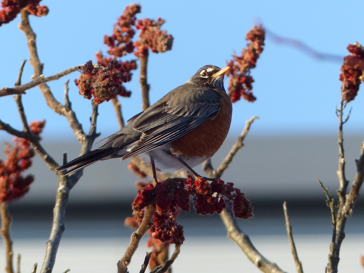 American Robin - ML623167142