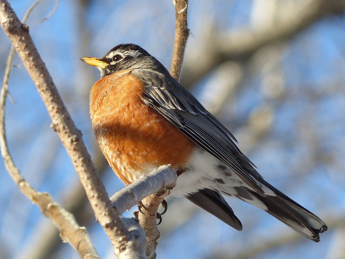 American Robin - ML623167143