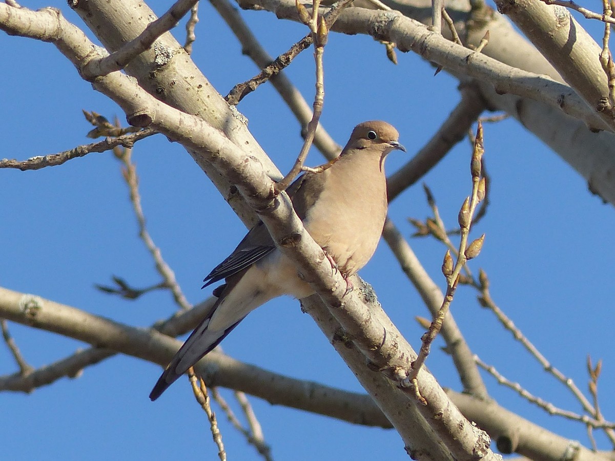 Mourning Dove - ML623167150