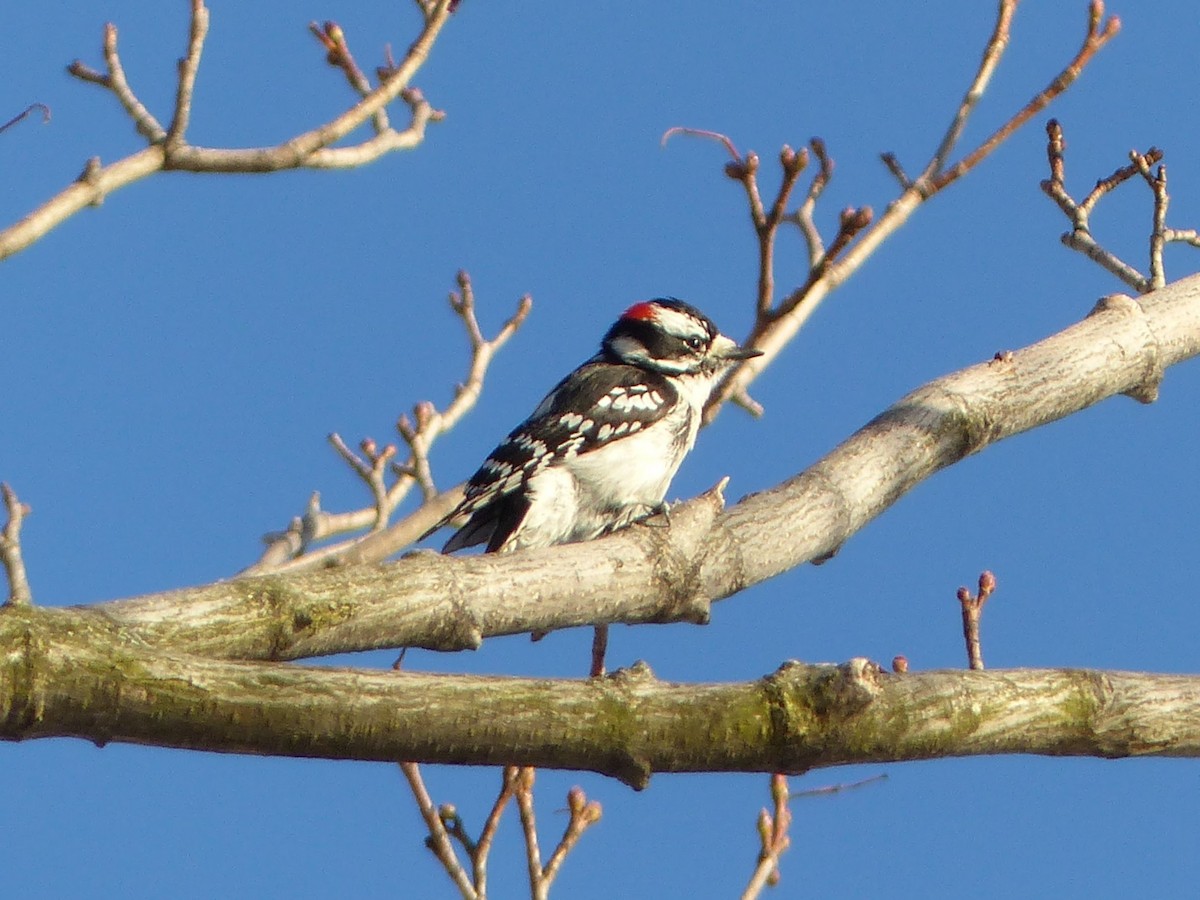 Downy Woodpecker - ML623167158