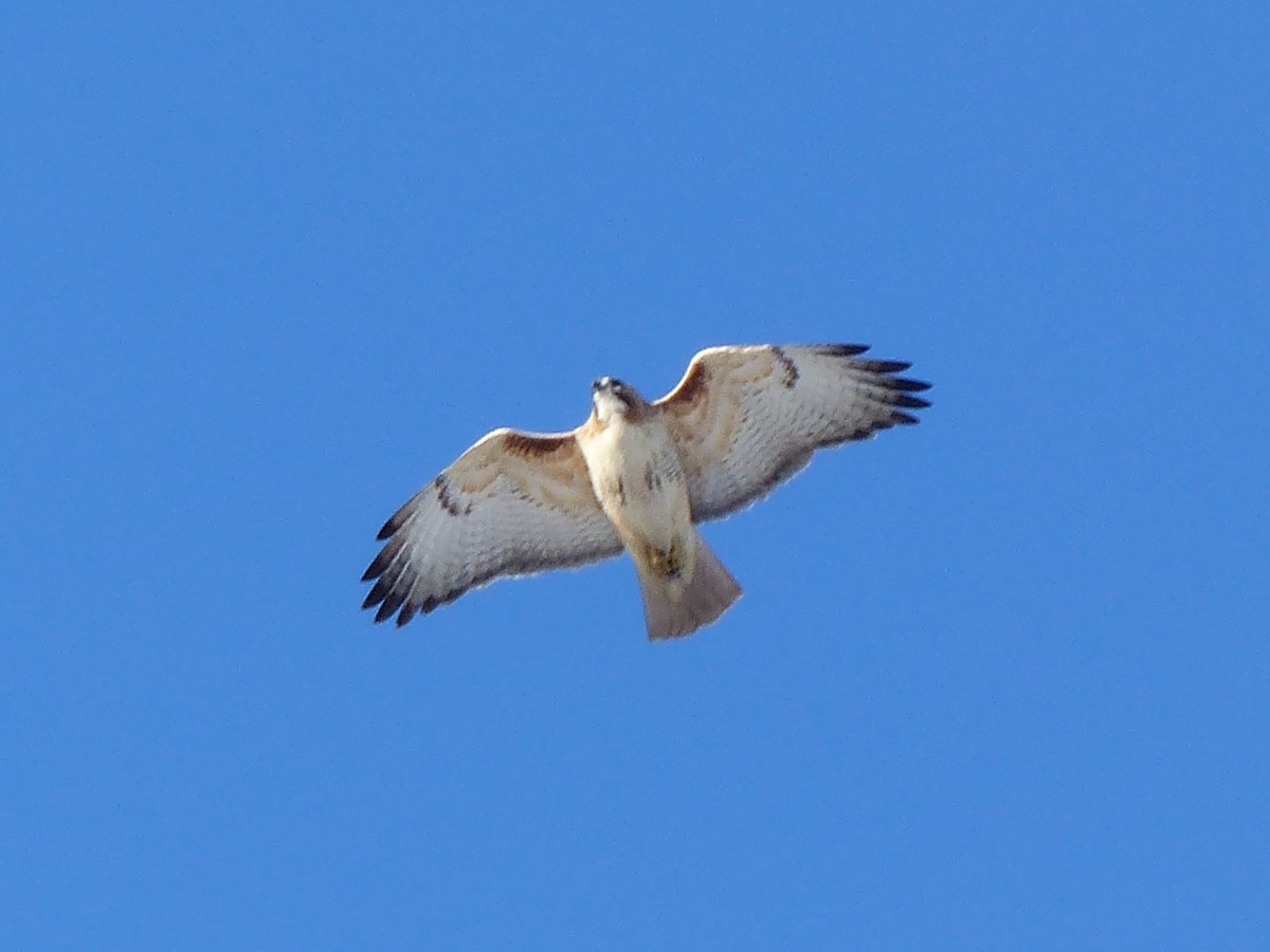 Red-tailed Hawk - ML623167163