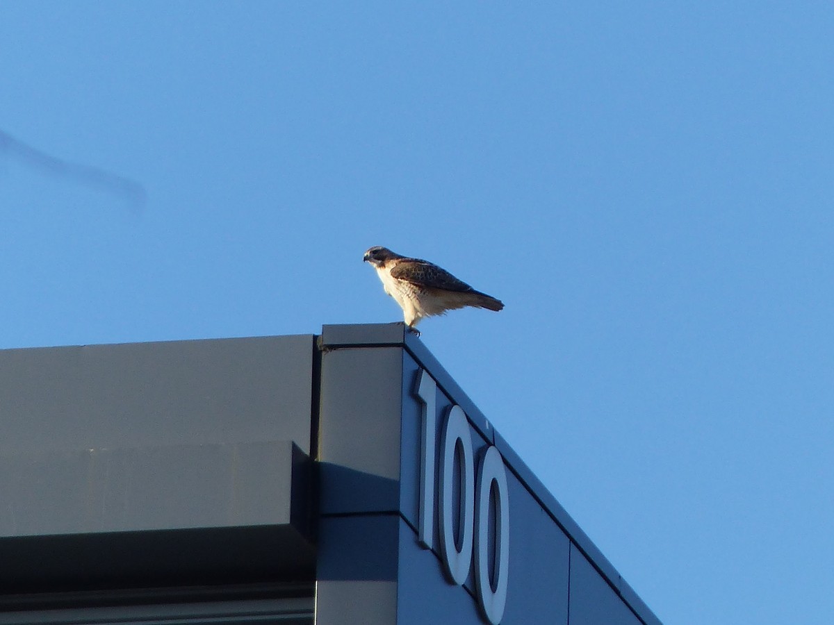 Red-tailed Hawk - ML623167164