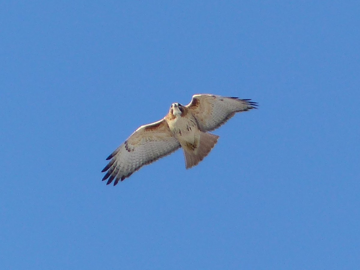 Red-tailed Hawk - ML623167165