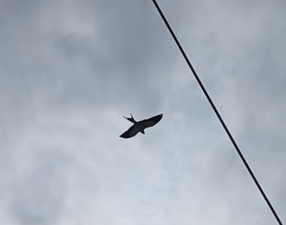Swallow-tailed Kite - ML623167166