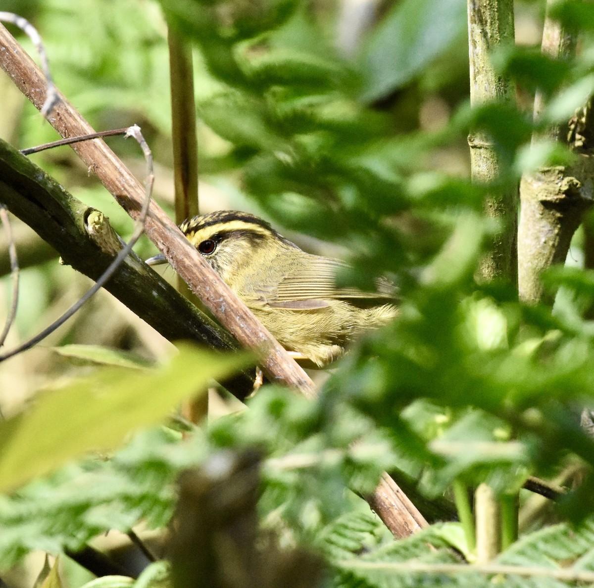 Yellow-throated Fulvetta - ML623167169