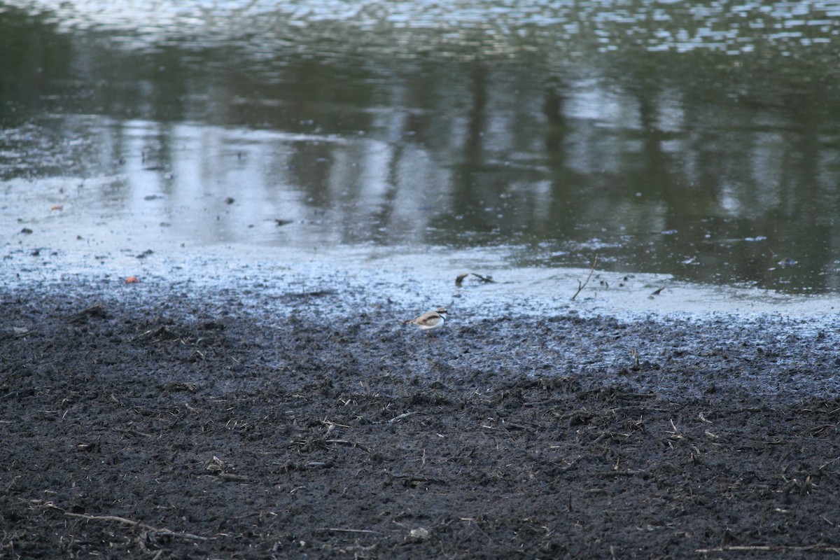 Black-fronted Dotterel - ML623167245