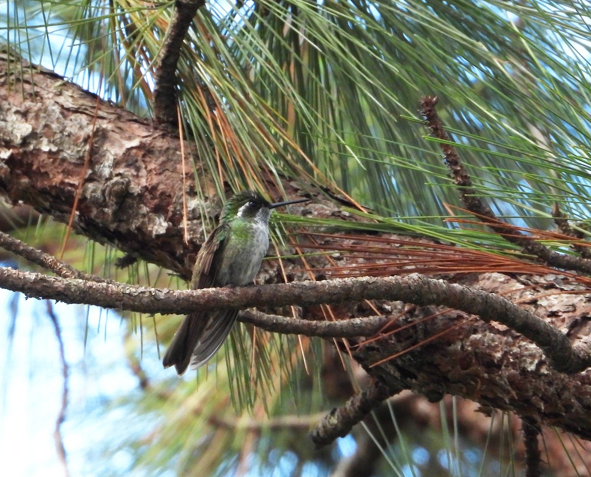 Green-throated Mountain-gem - ML623167368