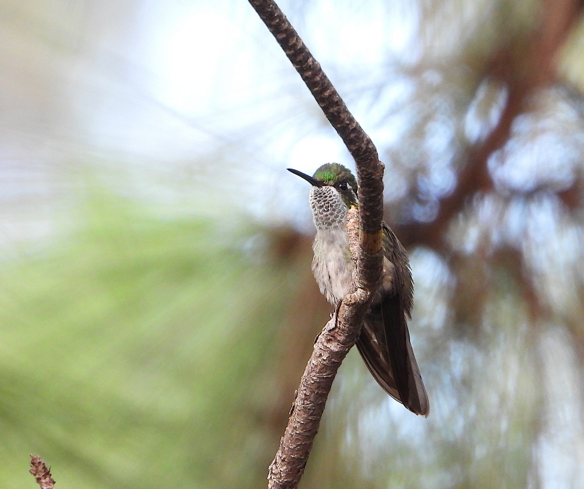 Green-throated Mountain-gem - Isaí López