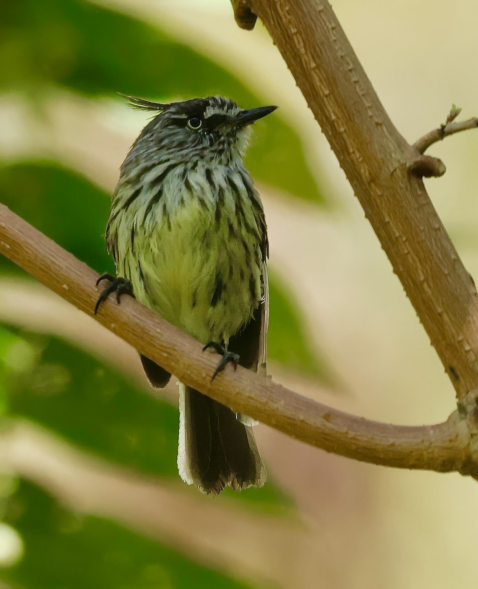 Tufted Tit-Tyrant - ML623167378