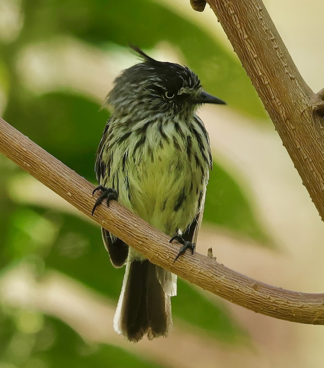 Tufted Tit-Tyrant - ML623167379