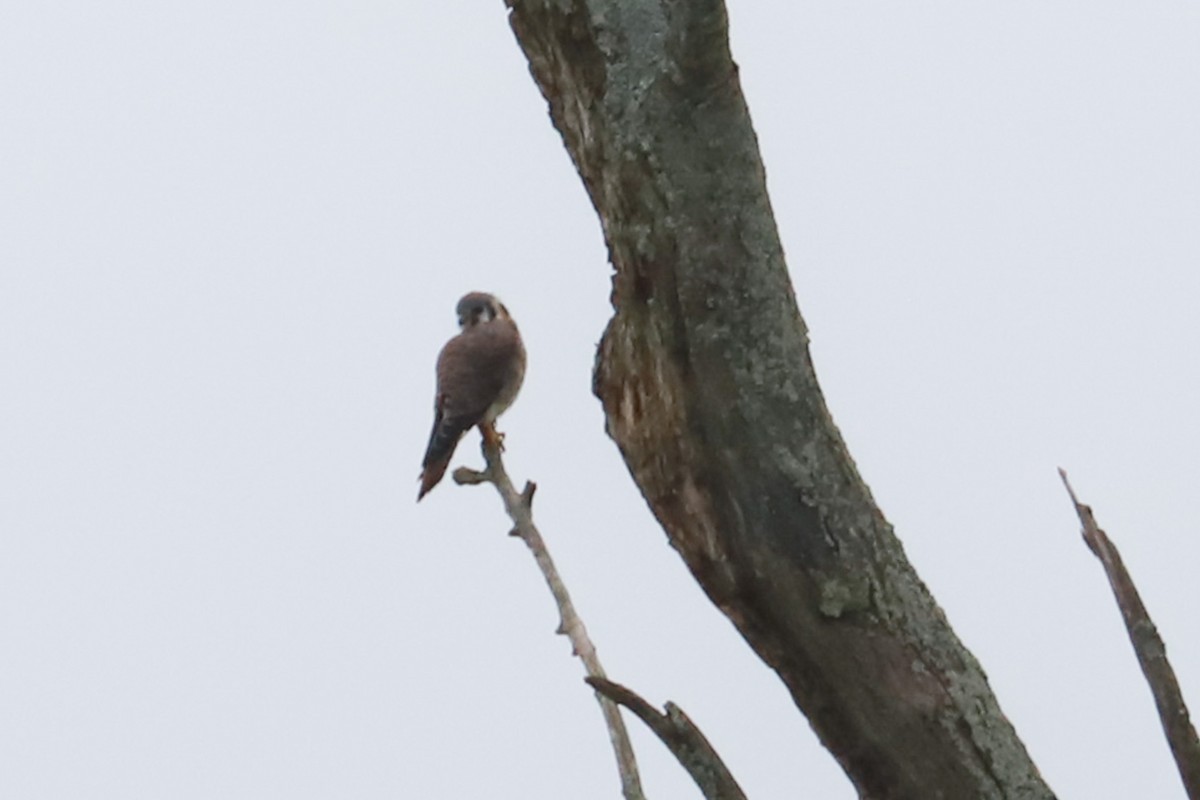 American Kestrel - Debra Rittelmann