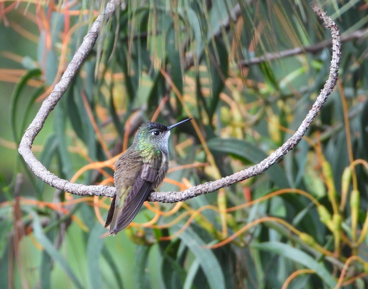 Azure-crowned Hummingbird - Isaí López