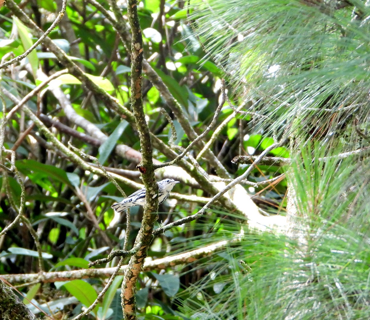 Black-and-white Warbler - Isaí López