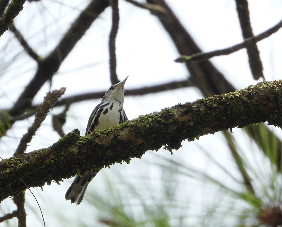 Black-and-white Warbler - ML623167405