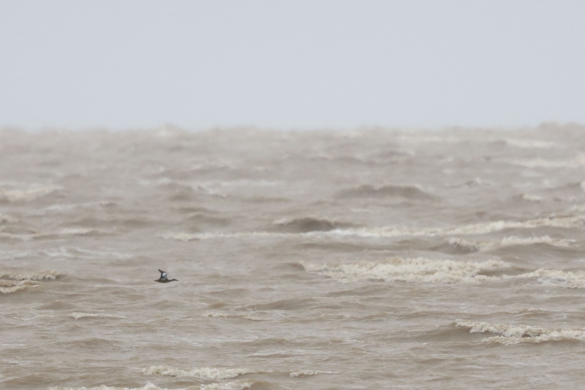 Blue-winged Teal - Nathan Hood