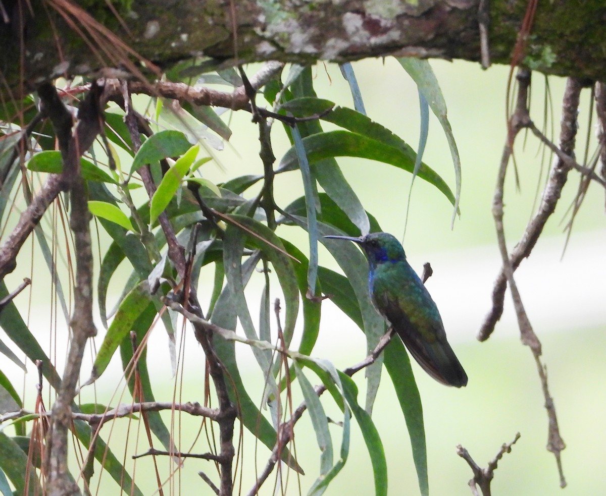 Mexican Violetear - ML623167430