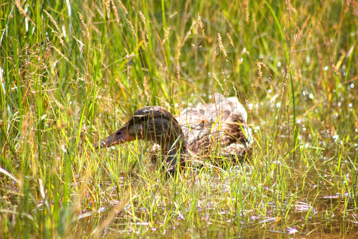 Mallard - Lindsay Partin