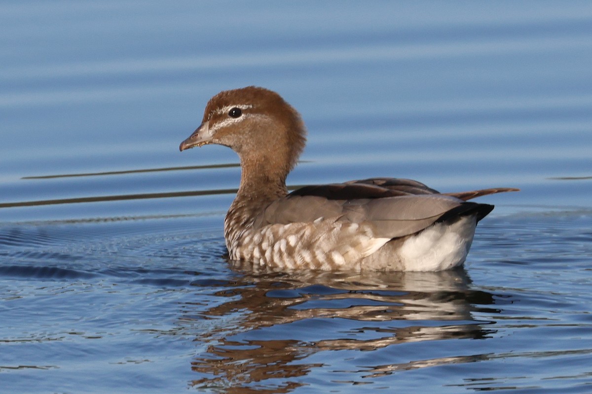 Maned Duck - Lorix Bertling