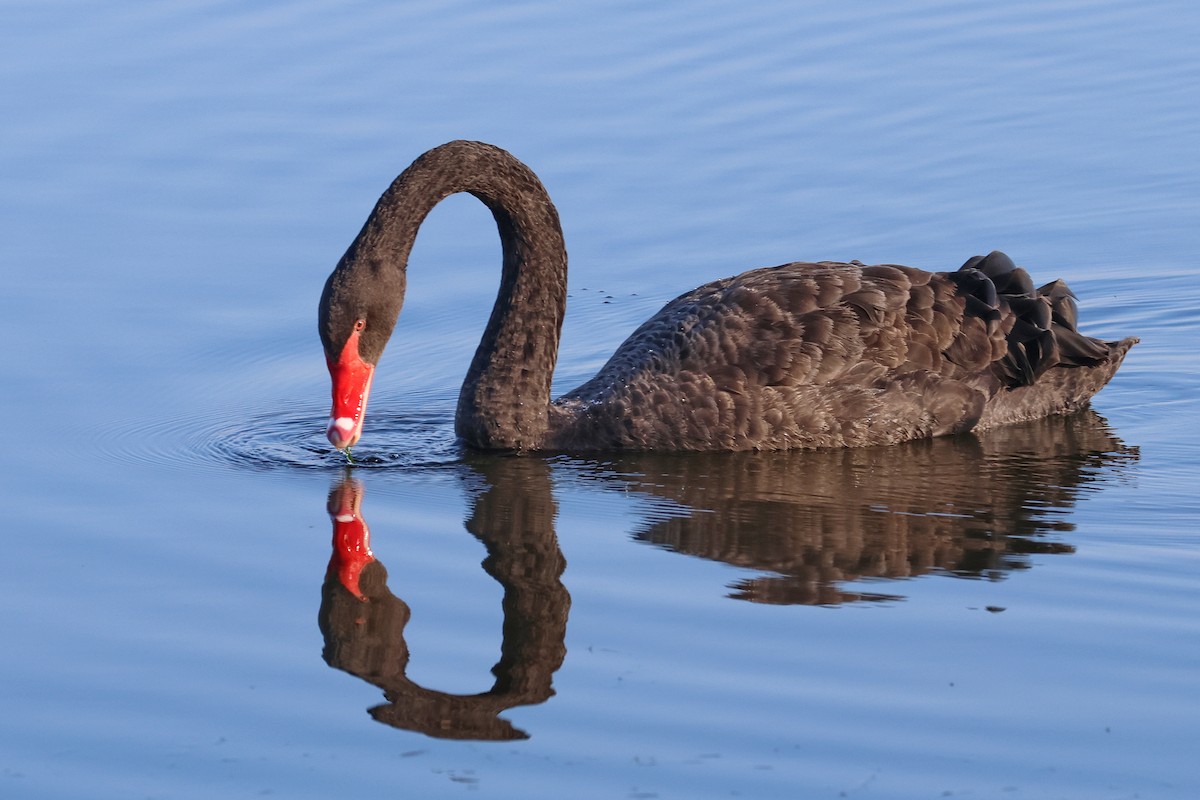 Black Swan - Lorix Bertling