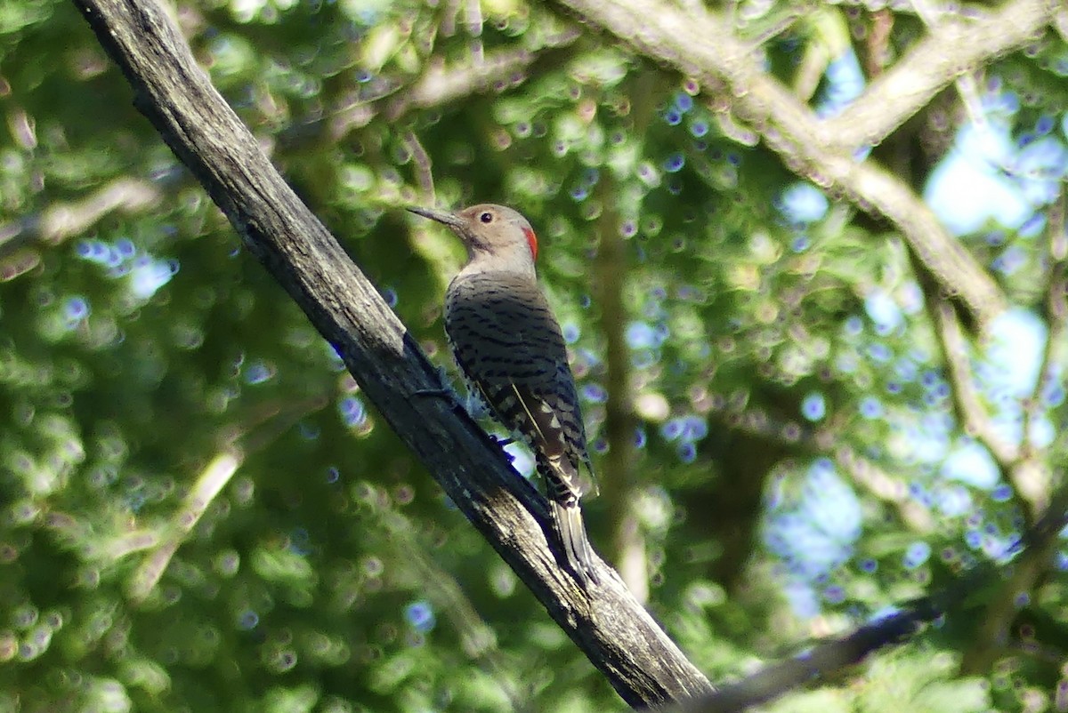 Northern Flicker - ML623167512