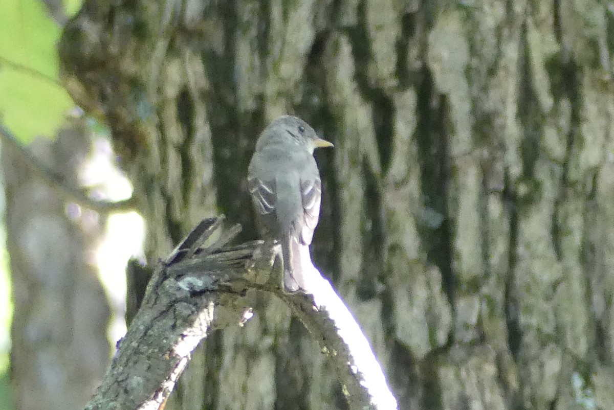 Eastern Wood-Pewee - ML623167525