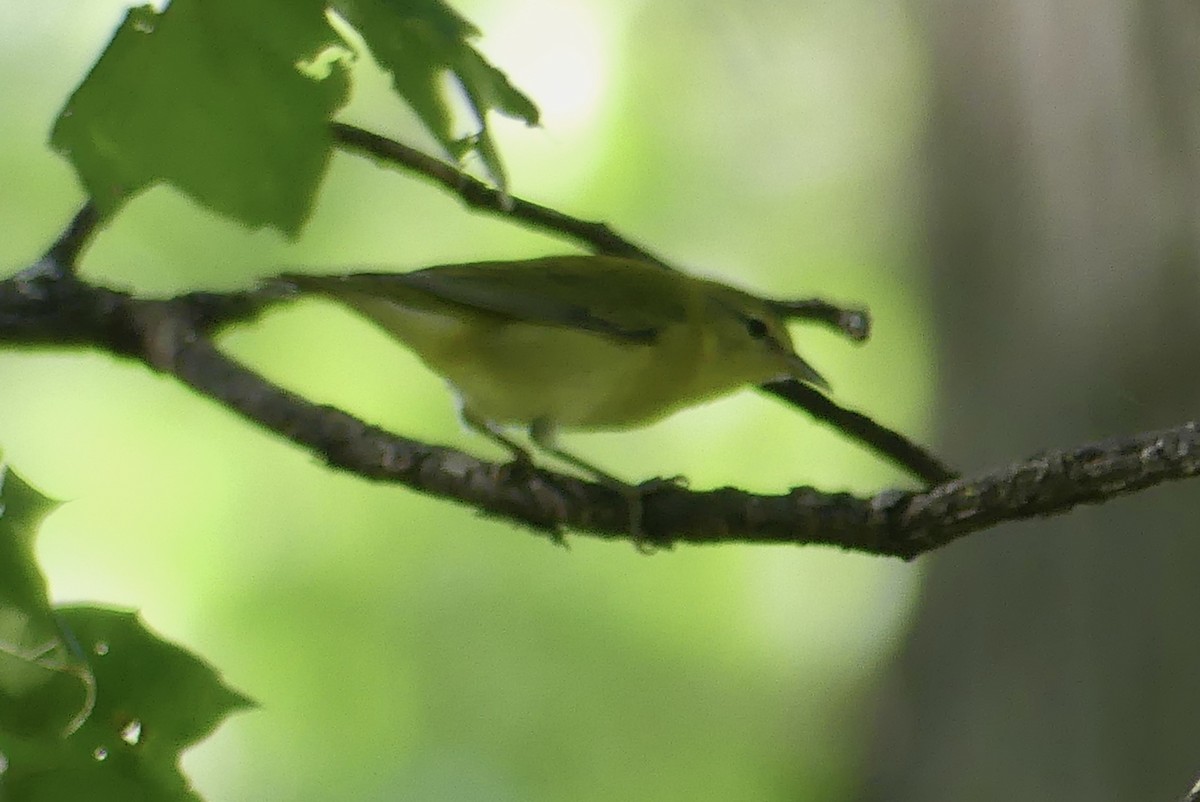 Tennessee Warbler - ML623167541